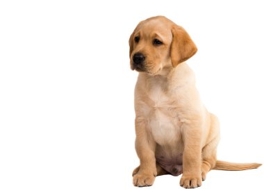 izole labrador yavrusu 