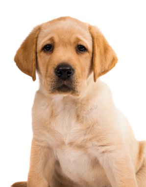 izole labrador yavrusu 