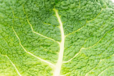 Bir doku olarak taze lahana yaprağı