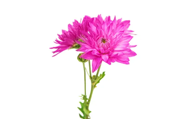 Фіолетовий хризантеми, ізольовані — стокове фото
