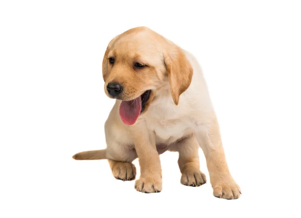 Labrador puppy isolated — Stock Photo, Image