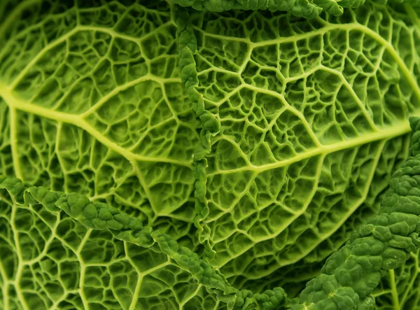 Fresh savoy cabbage leaf as a texture — Stock Photo, Image