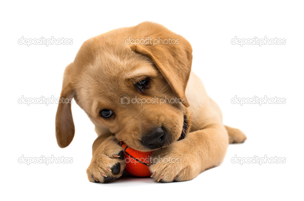 labrador puppy isolated 