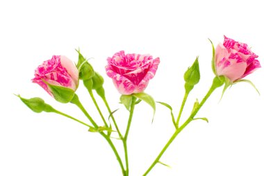 küçük pembe güller 