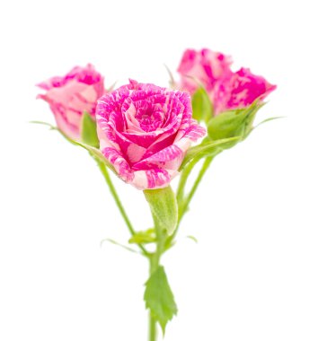 küçük pembe güller 