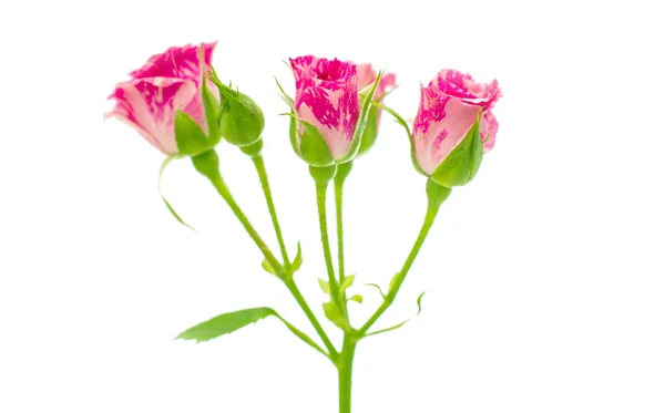 Pequeñas rosas rosadas —  Fotos de Stock