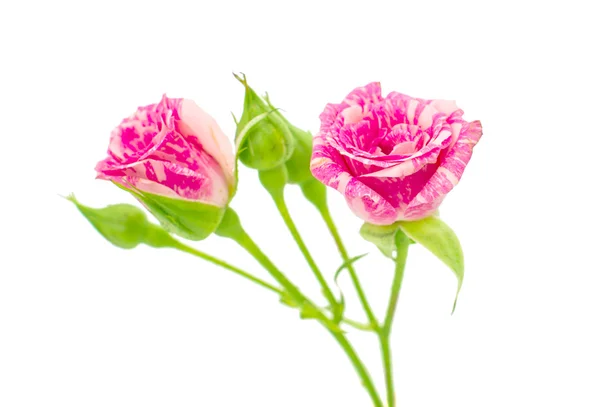 Pequenas rosas rosa — Fotografia de Stock