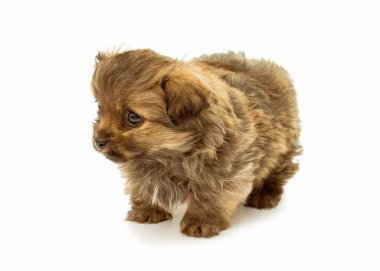 izole köpek yavrusu 