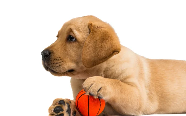 Labrador štěně izolované — Stock fotografie