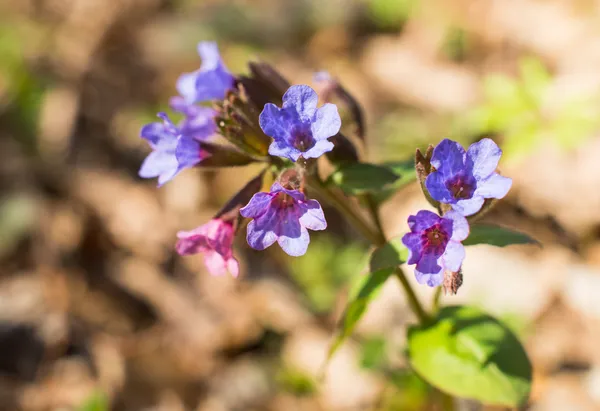 Primeiras flores de primavera na floresta de primavera — Fotografia de Stock