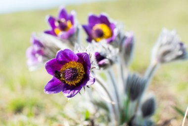 büyüyen pasqueflower 