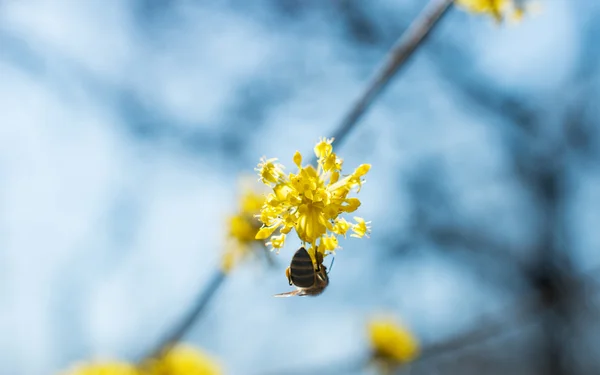 Ramita floreciente cornejo principios de primavera — Foto de Stock