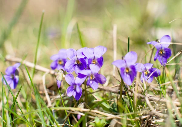 Violette bloemen groeien — Stockfoto