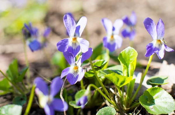 Violetta blommor växer — Stockfoto