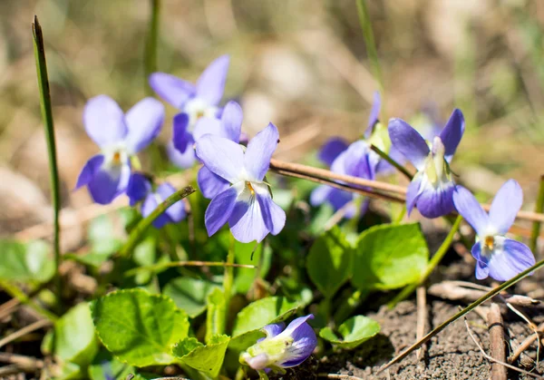 Violetta blommor växer — Stockfoto