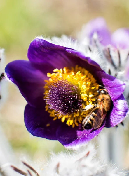 Büyüyen pasqueflower — Stok fotoğraf