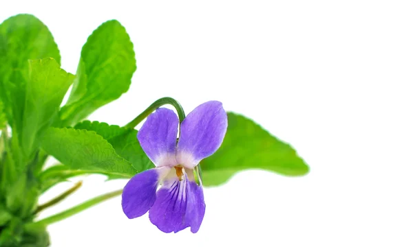 Violet isolated — Stock Photo, Image