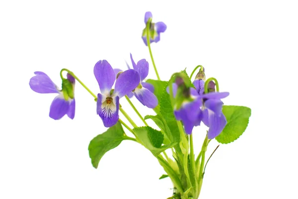 Violet isolerade — Stockfoto