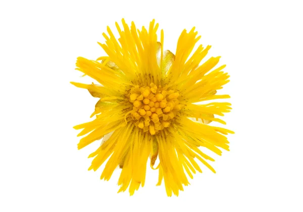 Fiore giallo isolato — Foto Stock