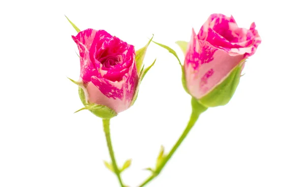 Pequeñas rosas rosadas aisladas en blanco —  Fotos de Stock