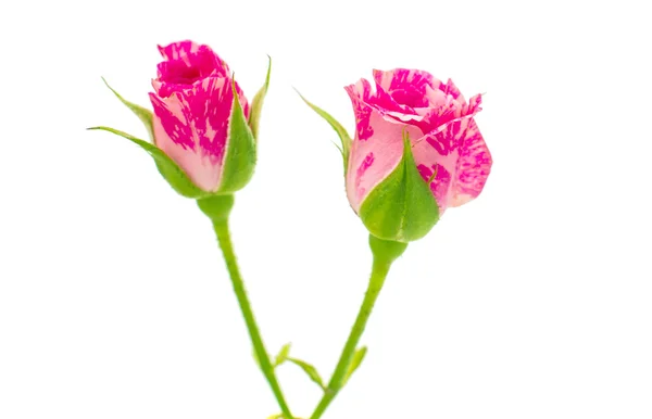 Beyaz izole küçük pembe güller — Stok fotoğraf