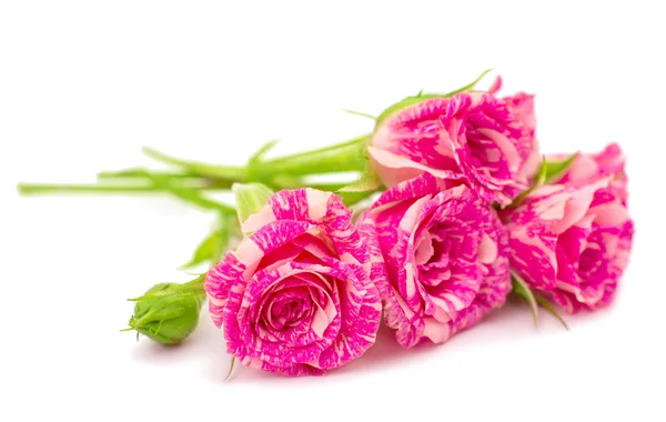 Pequenas rosas rosa isoladas em branco — Fotografia de Stock