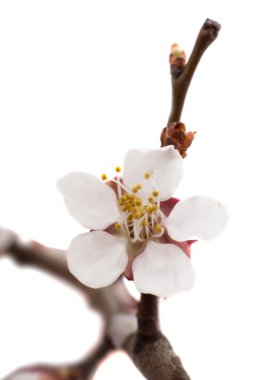 Kayısı dal çiçek