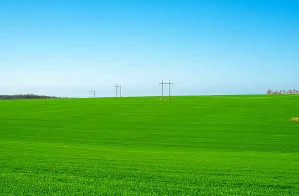 Green wheat field — Stock Photo, Image