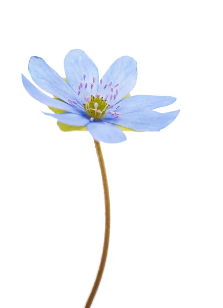 Kék virág, elszigetelt — Stock Fotó