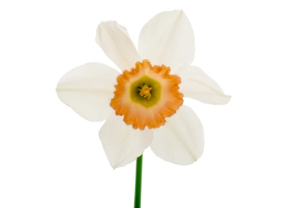 Daffodil isolated — Stock Photo, Image