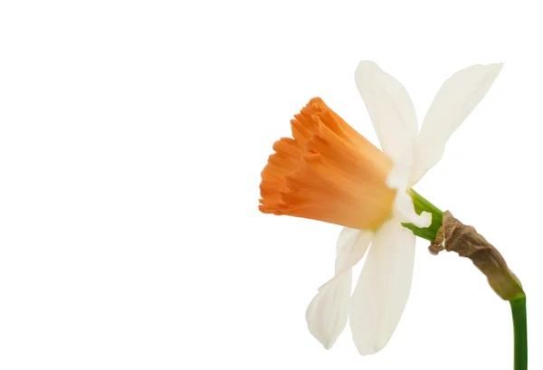 Daffodil isolated — Stock Photo, Image