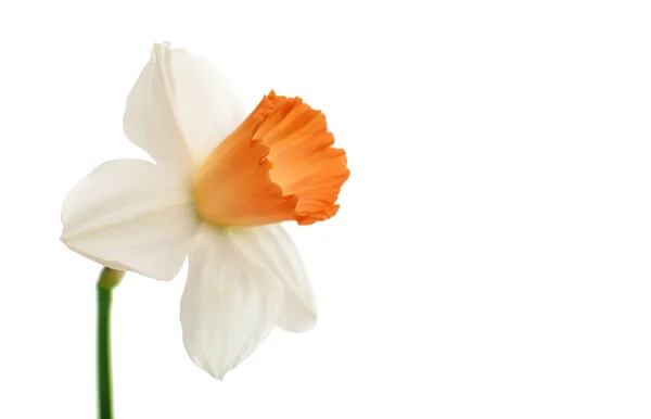 Daffodil isolated — Stock Photo, Image