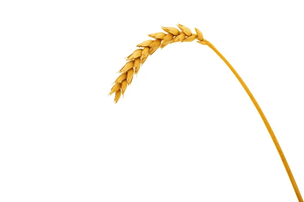 Ear of wheat isolated — Stock Photo, Image