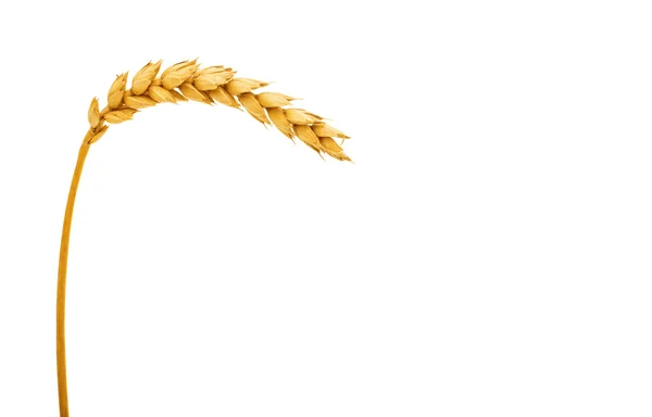 Ear of wheat isolated — Stock Photo, Image