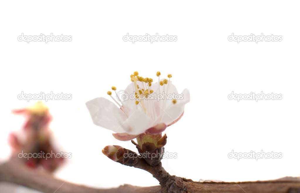 blooming apricot twig