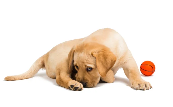 Labrador puppy geïsoleerd — Stockfoto