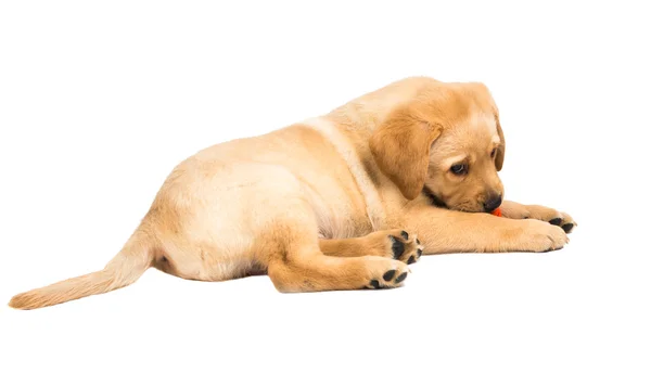 Labrador puppy geïsoleerd — Stockfoto