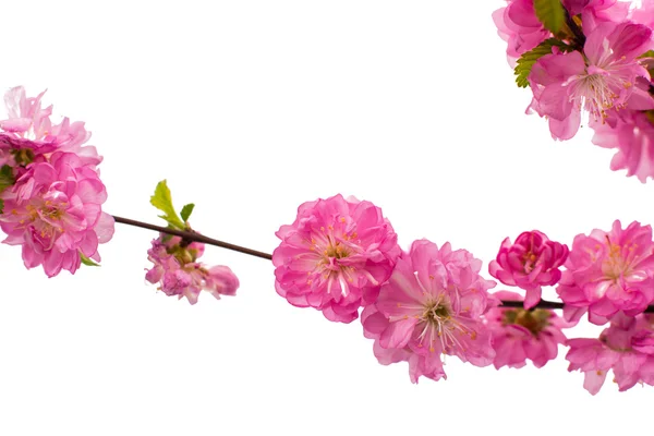 Spring cherry tree blossoms — Stock Photo, Image