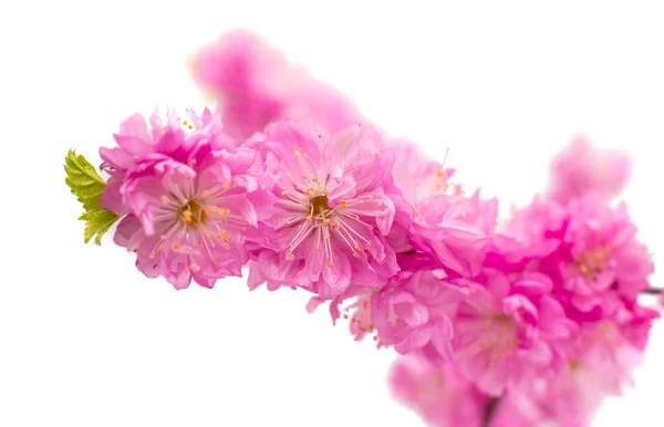 Spring cherry tree blossoms — Stock Photo, Image