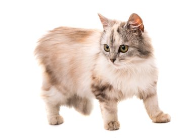Kedi izole edildi.