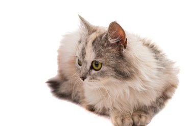 Kedi izole edildi.
