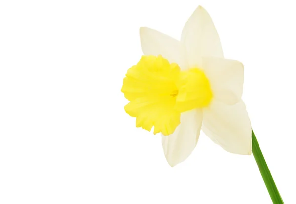 Narcis, samostatný — Stock fotografie
