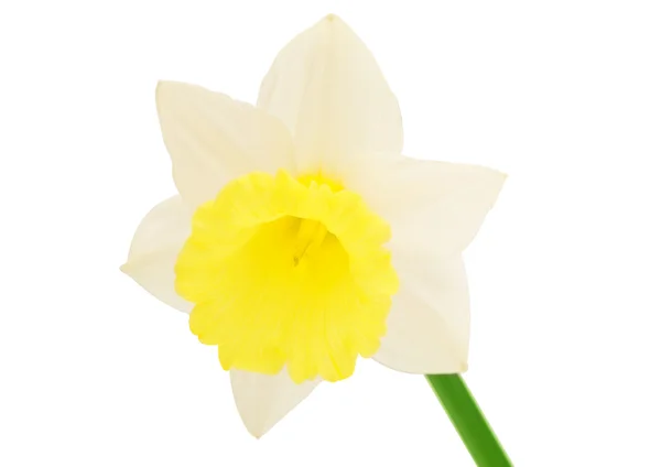 Narcis, samostatný — Stock fotografie