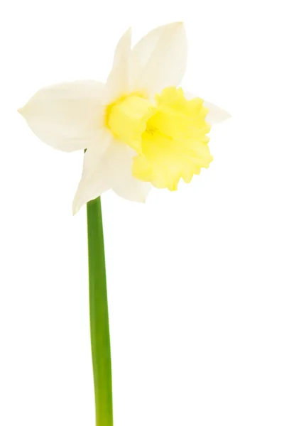 Daffodil isolated — Stock Photo, Image