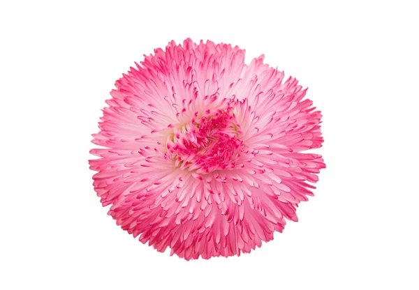 Margherita rosa isolata — Foto Stock