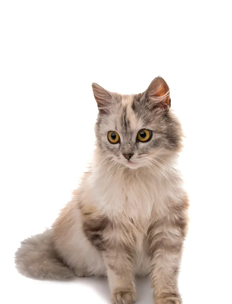 Кішка ізольовані — стокове фото