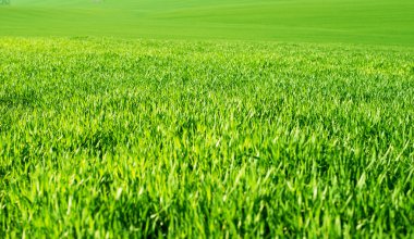 Yeşil buğday tarlası 