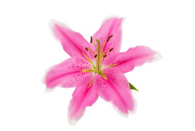 pembe lily izole 
