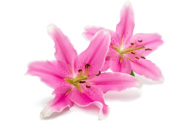 pembe lily izole 