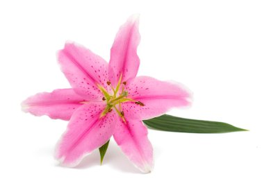 pembe lily izole 